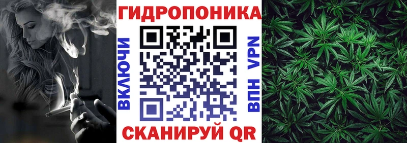 закладка  Вятские Поляны  Каннабис сатива 